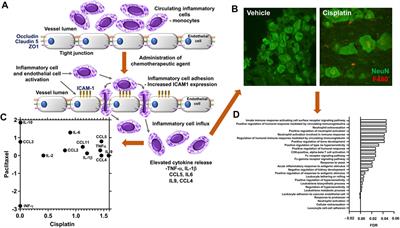 The Role of Vascular-Immune Interactions in Modulating Chemotherapy Induced Neuropathic Pain